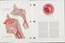 'Atlas of normal anatomy'