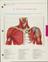 'Atlas of normal anatomy'