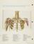 'Atlas of normal anatomy'