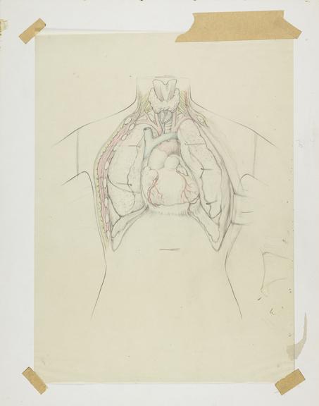drawing, dissection of thorax | Science Museum Group Collection