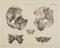 81 Anatomical prints and 62 ‘Explanation of the Plate’ pages