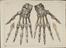 81 Anatomical prints and 62 ‘Explanation of the Plate’ pages