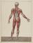 81 Anatomical prints and 62 ‘Explanation of the Plate’ pages