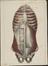 81 Anatomical prints and 62 ‘Explanation of the Plate’ pages