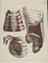 81 Anatomical prints and 62 ‘Explanation of the Plate’ pages