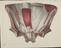 81 Anatomical prints and 62 ‘Explanation of the Plate’ pages