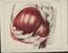 81 Anatomical prints and 62 ‘Explanation of the Plate’ pages