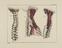 81 Anatomical prints and 62 ‘Explanation of the Plate’ pages