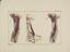 81 Anatomical prints and 62 ‘Explanation of the Plate’ pages