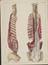 81 Anatomical prints and 62 ‘Explanation of the Plate’ pages