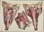 81 Anatomical prints and 62 ‘Explanation of the Plate’ pages