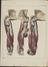 81 Anatomical prints and 62 ‘Explanation of the Plate’ pages