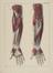 81 Anatomical prints and 62 ‘Explanation of the Plate’ pages