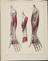 81 Anatomical prints and 62 ‘Explanation of the Plate’ pages
