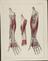 81 Anatomical prints and 62 ‘Explanation of the Plate’ pages