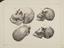 23 Anatomical Prints and 15 ‘Explanation of the Plate’ Pages