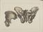 23 Anatomical Prints and 15 ‘Explanation of the Plate’ Pages