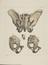 23 Anatomical Prints and 15 ‘Explanation of the Plate’ Pages