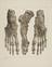 23 Anatomical Prints and 15 ‘Explanation of the Plate’ Pages