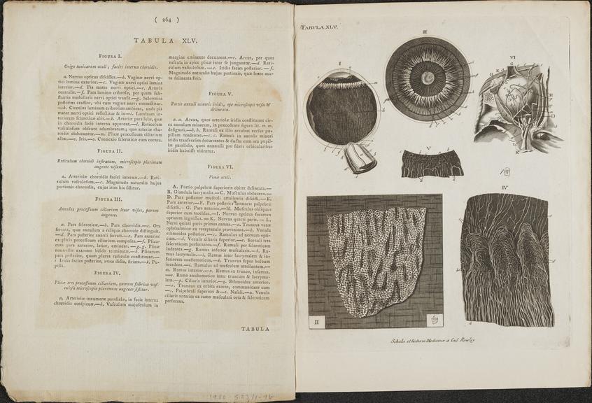 Tabula XLV illustrating cross-sections of the human eye and