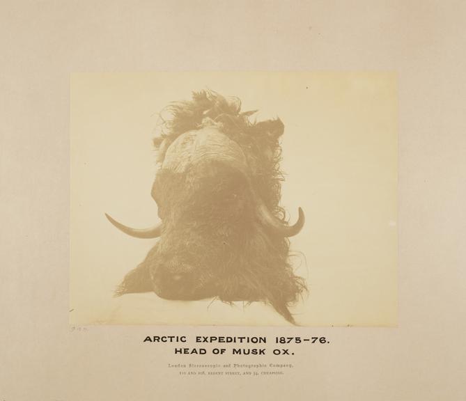Photographs of the Arctic Expedition of 1875-6 under Capt. Nares