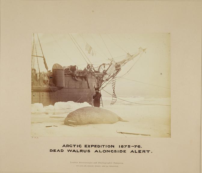 Photographs of the Arctic Expedition of 1875-6 under Capt. Nares