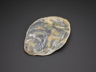 Flattened shell