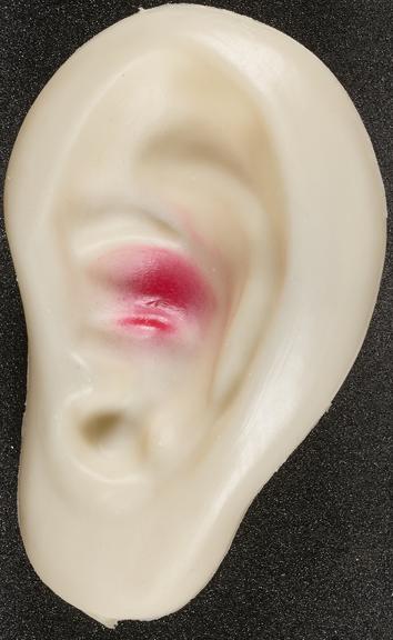 [Model of ear]