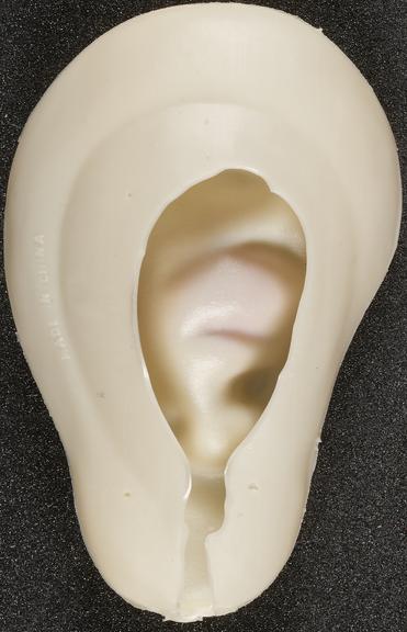 [Model of ear]