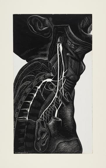 `Ecorche' drawing of `The Nerve Supply To the Heart'