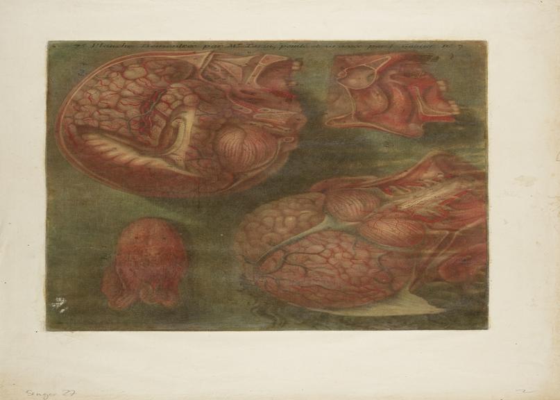 Print showing the internal structure of the human head and neck