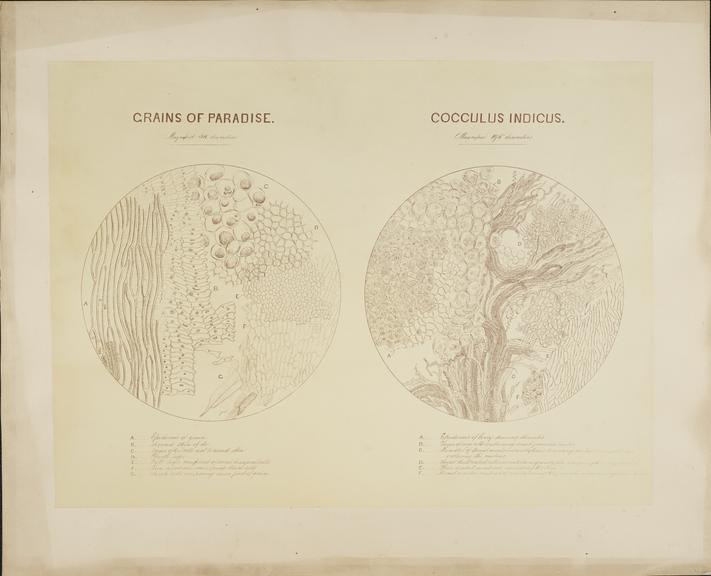 Grains of Paradise and Coccilis Indicus (microphotograph reproduction)