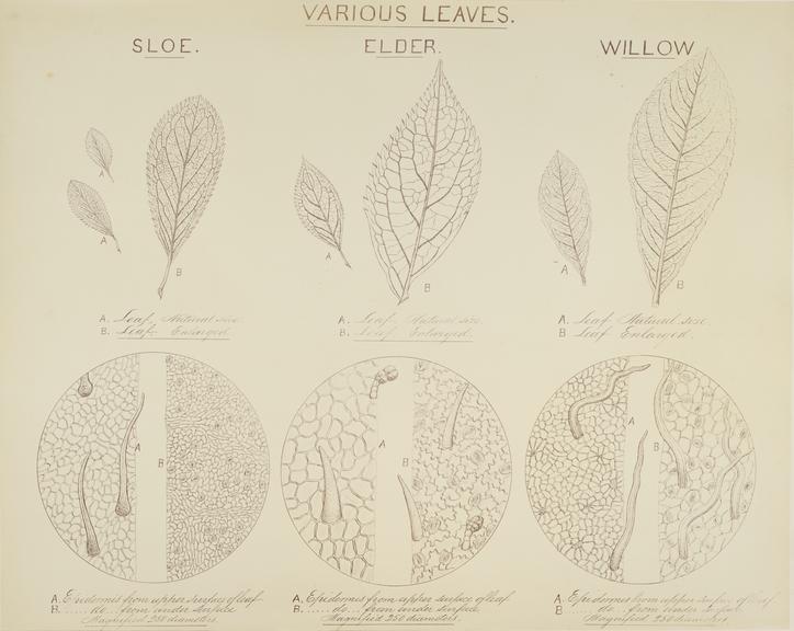 Various Leaves: Sloe, Elder and Willow (microphotograph reproduction)