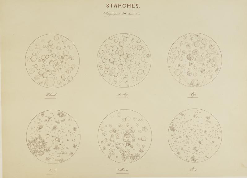 Starches (microphotograph reproduction)