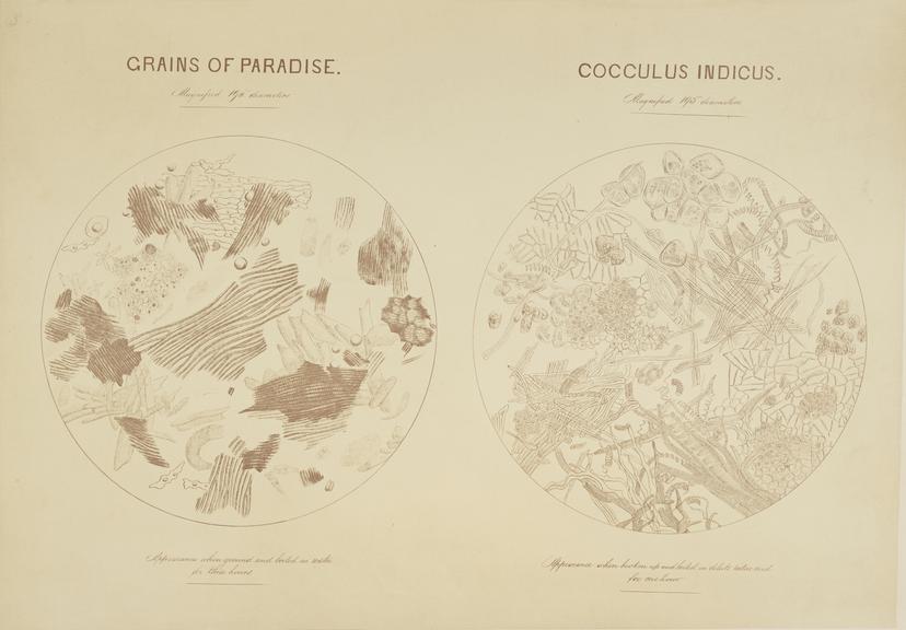 Grains of Paradise and Cocculus Indicus (microphotograph reproduction)