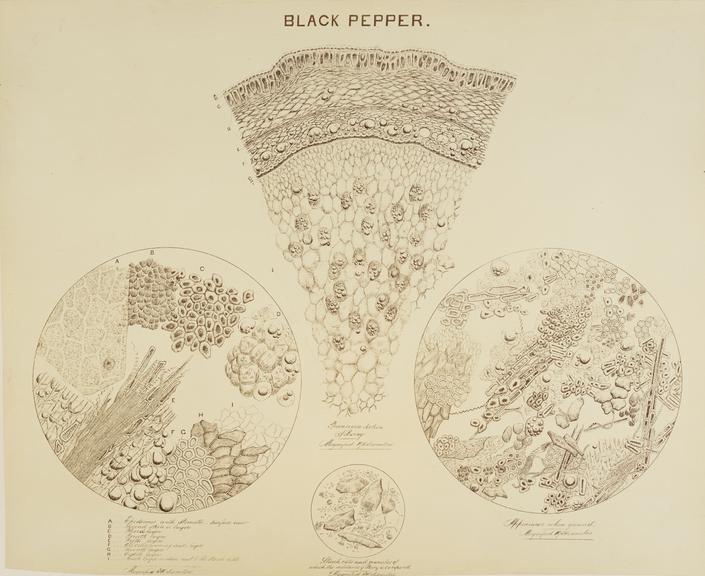 Black Pepper