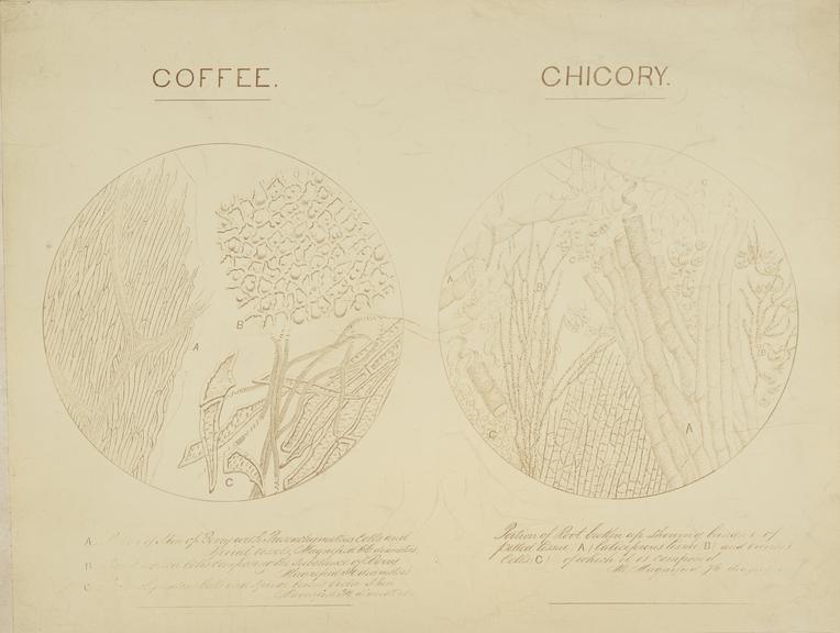 Coffee and Chicory (microphotograph reproduction)