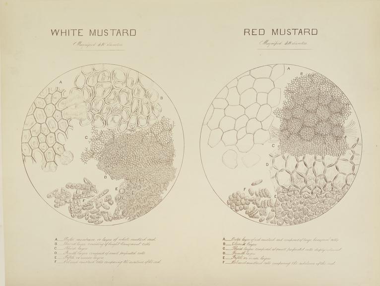 White Mustard and Red Mustard (microphotograph reproduction)