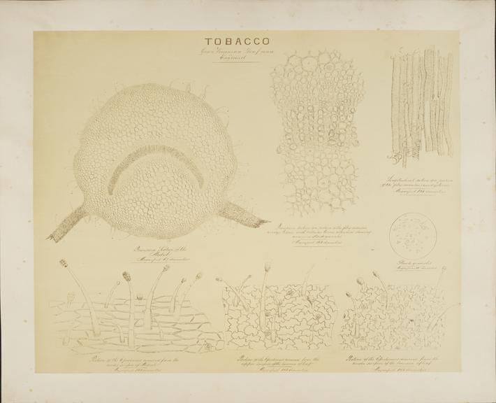 Tobacco (microphotograph reproduction)