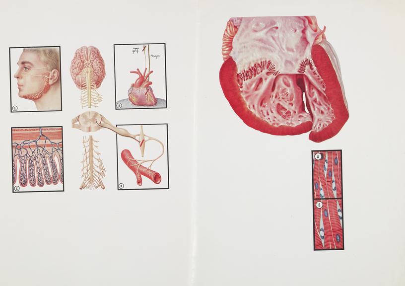 print, medical illustrations