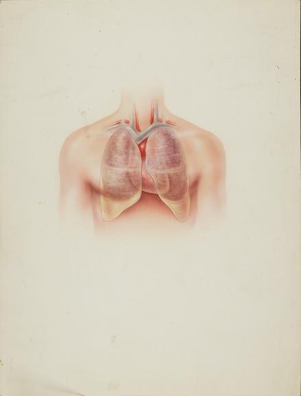 watercolour, heart and lungs on thorax