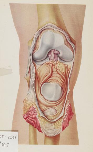 photomechanical print, abdomen and chest