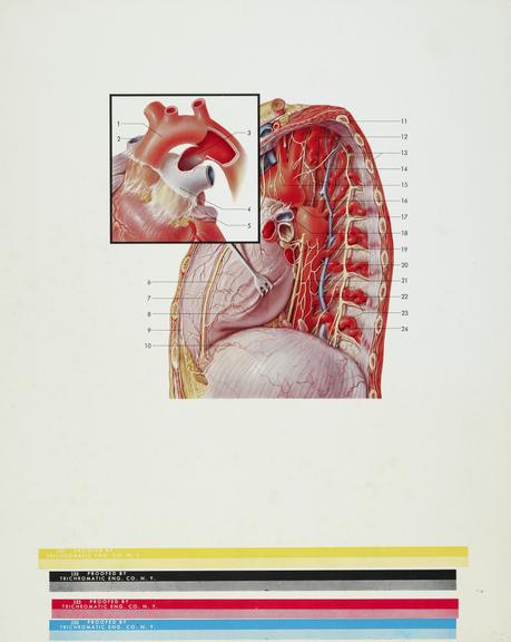 photomechanical print, thorax and insert of great muscles