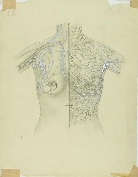 drawing, thorax and lymph system