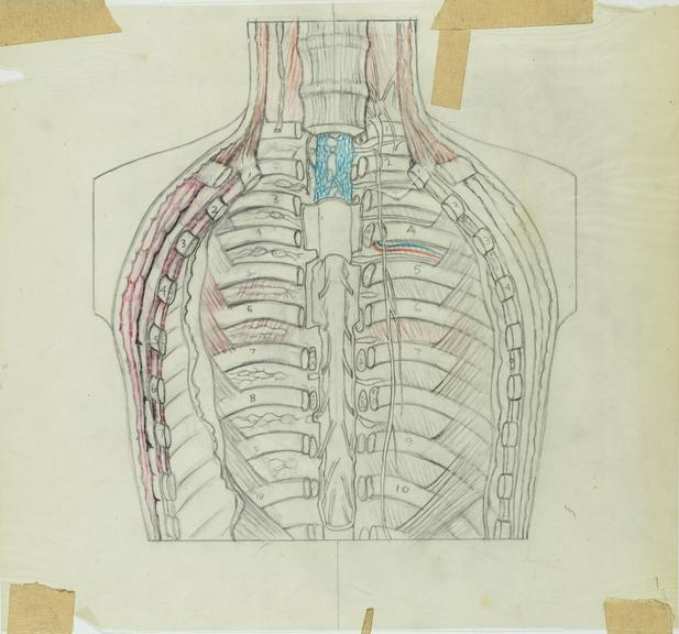 drawing, thorax