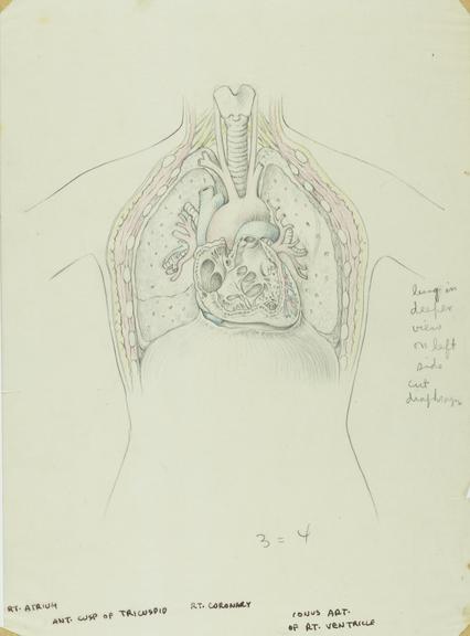 drawing, anterior thorax