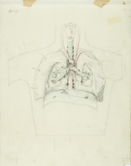 drawing, thorax