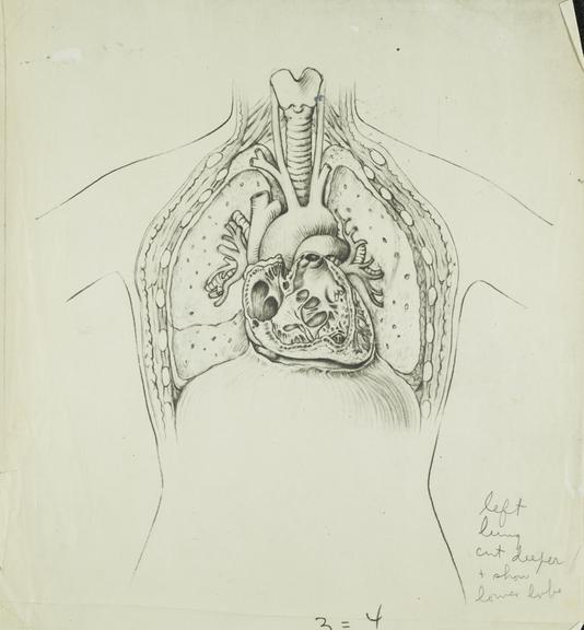 photograph,  thorax: heart, lungs