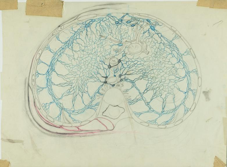 drawing, TS mediastinum vessel detail