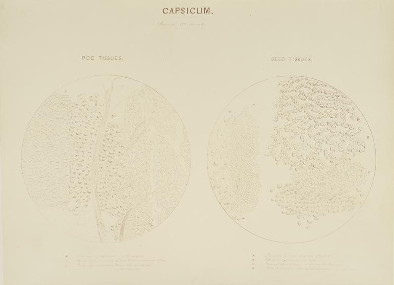 Capsicum (microphotograph reproduction)